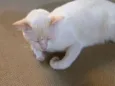 Nina