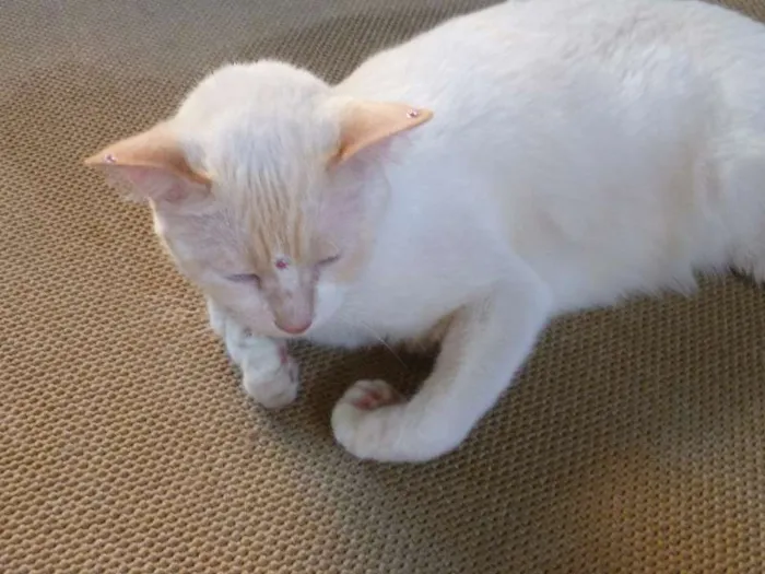 Gato ra a SRD idade 6 ou mais anos nome Nina
