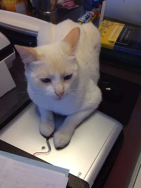 Gato ra a SRD idade 6 ou mais anos nome Nina