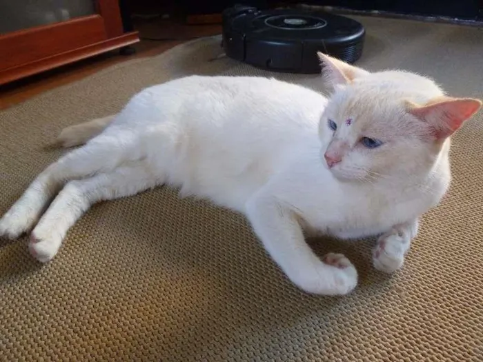 Gato ra a SRD idade 6 ou mais anos nome Nina
