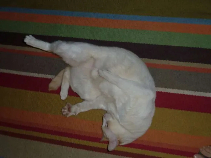 Gato ra a SRD idade 6 ou mais anos nome Nina