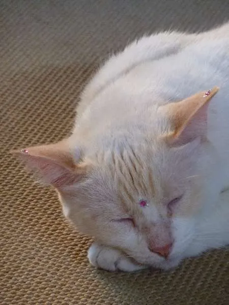 Gato ra a SRD idade 6 ou mais anos nome Nina