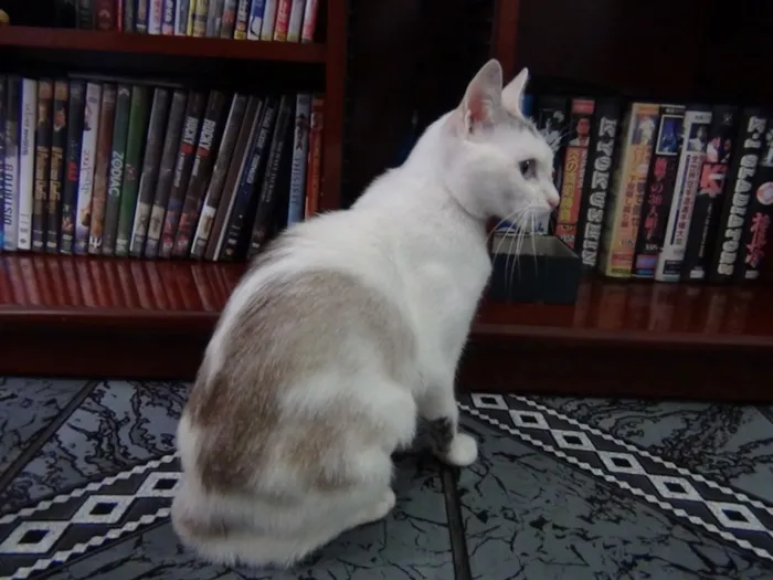 Gato ra a SRD idade 7 a 11 meses nome Valentina