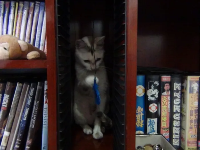 Gato ra a SRD idade 7 a 11 meses nome Valentina