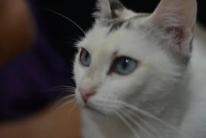 Gato ra a SRD idade 7 a 11 meses nome Valentina