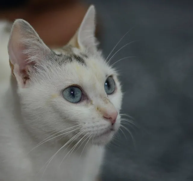 Gato ra a SRD idade 7 a 11 meses nome Valentina