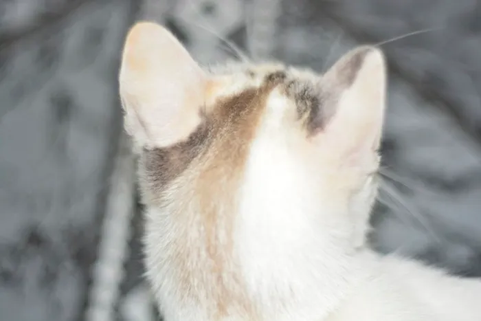 Gato ra a SRD idade 7 a 11 meses nome Valentina