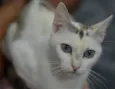 Valentina