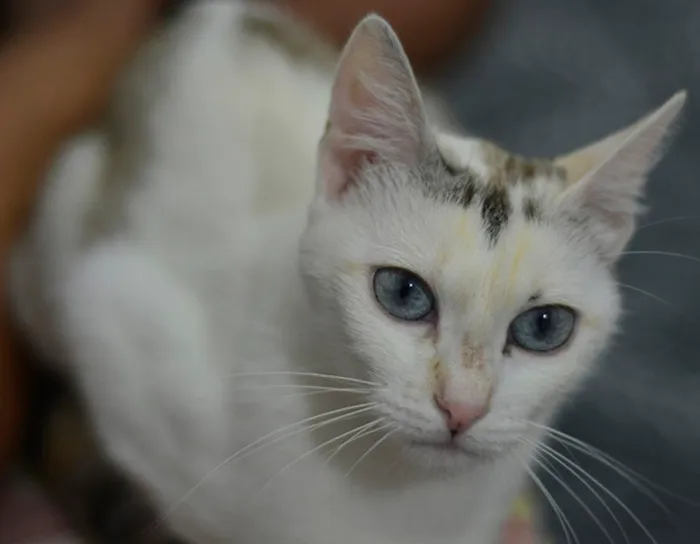 Gato ra a SRD idade 7 a 11 meses nome Valentina