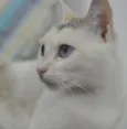 Valentina