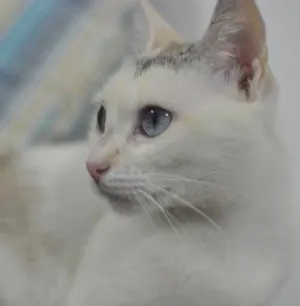 Gato raça SRD idade 7 a 11 meses nome Valentina
