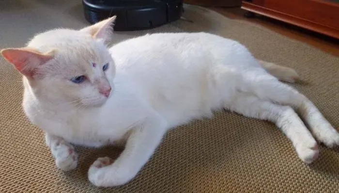 Gato ra a SRD idade 6 ou mais anos nome Nina