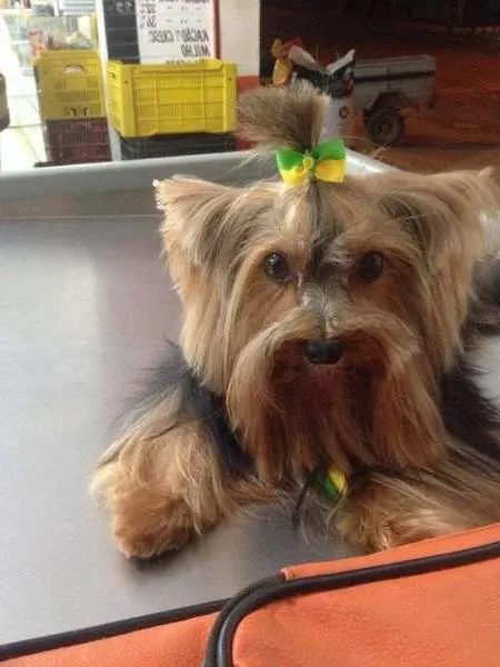 Cachorro ra a Yorkshire Terrier idade 5 anos nome Joby GRATIFICA