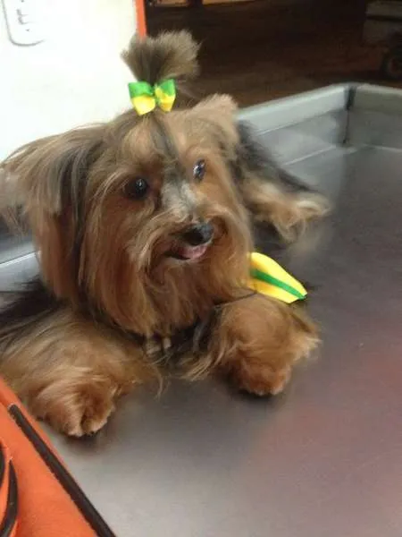 Cachorro ra a Yorkshire Terrier idade 5 anos nome Joby GRATIFICA