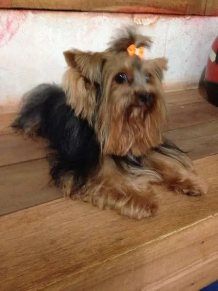 Cachorro ra a Yorkshire Terrier idade 5 anos nome Joby GRATIFICA