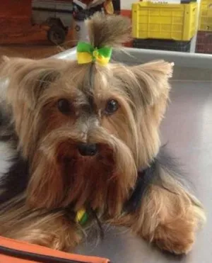 Cachorro raça Yorkshire Terrier idade 5 anos nome Joby GRATIFICA