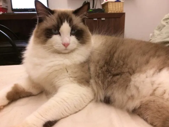 Gato ra a RAGDOLL idade 2 anos nome SANSÃO GRATIFICA