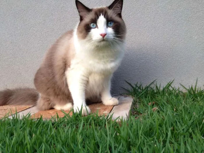 Gato ra a RAGDOLL idade 2 anos nome SANSÃO GRATIFICA