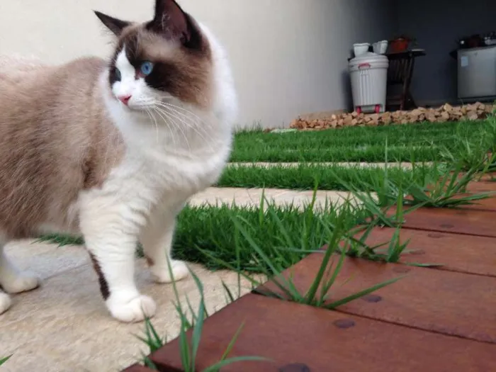 Gato ra a RAGDOLL idade 2 anos nome SANSÃO GRATIFICA