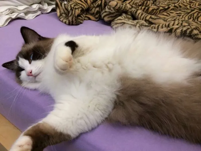 Gato ra a RAGDOLL idade 2 anos nome SANSÃO GRATIFICA