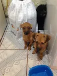 BELINHA E OUTROS