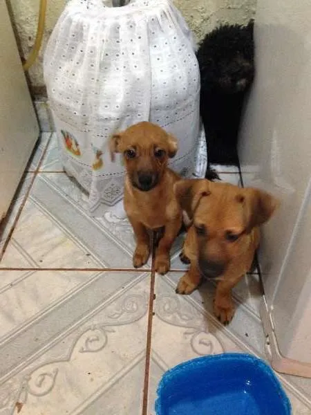 Cachorro raça Pinscher COM SRD idade 2 a 6 meses nome BELINHA E OUTROS