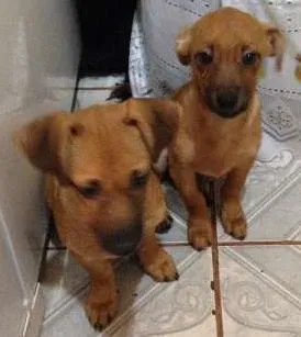 Cachorro raça Pinscher COM SRD idade 2 a 6 meses nome BELINHA E OUTROS