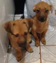 BELINHA E OUTROS