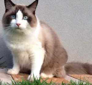 Gato raça RAGDOLL idade 2 anos nome SANSÃO GRATIFICA