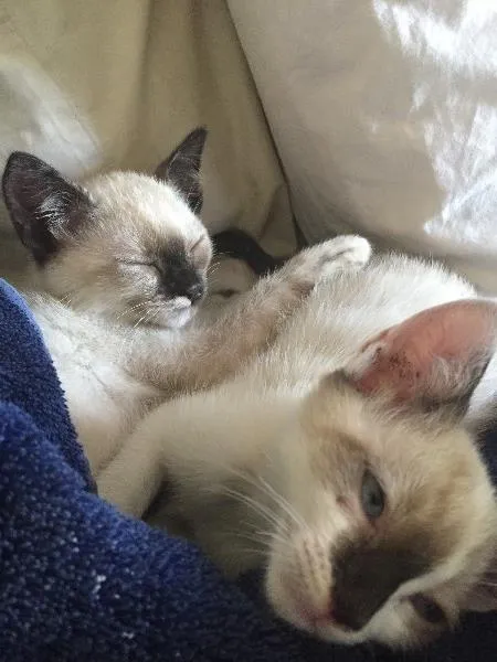 Gato ra a Siamês vira lata idade 2 a 6 meses nome Tico e Teka
