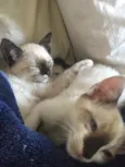 Tico e Teka