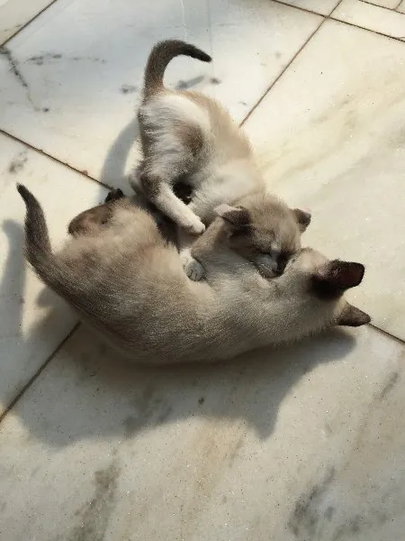 Gato ra a Siamês vira lata idade 2 a 6 meses nome Tico e Teka