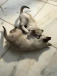 Tico e Teka