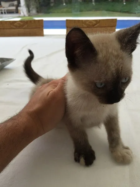 Gato ra a Siamês vira lata idade 2 a 6 meses nome Tico e Teka
