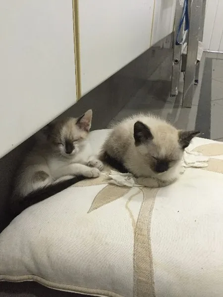 Gato ra a Siamês vira lata idade 2 a 6 meses nome Tico e Teka