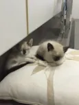 Tico e Teka