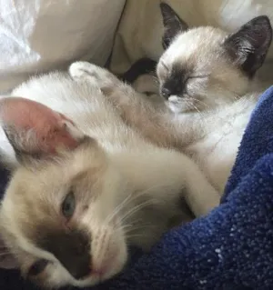 Gato raça Siamês vira lata idade 2 a 6 meses nome Tico e Teka