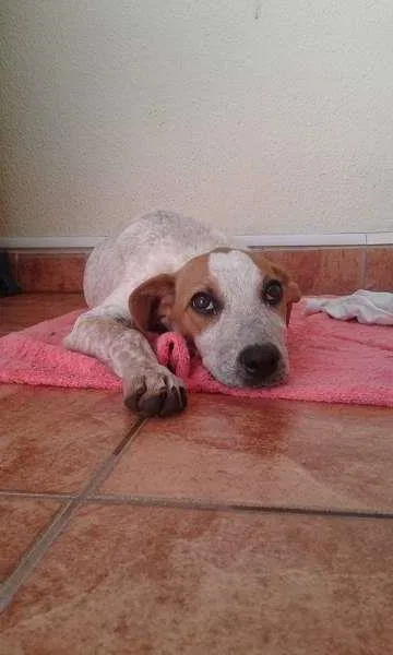 Cachorro ra a Vira lata idade 7 a 11 meses nome Fuia
