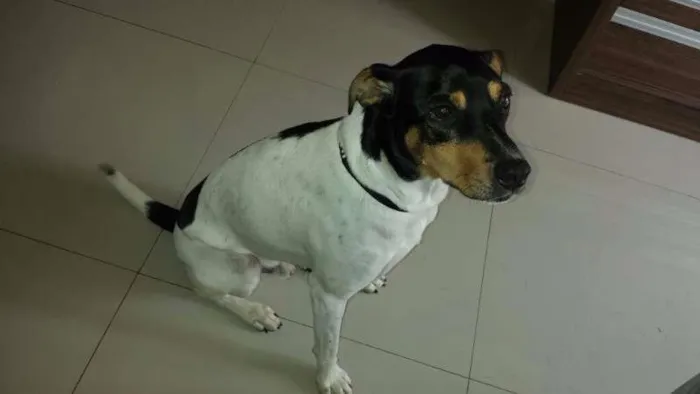Cachorro ra a Fox Terrier idade 6 ou mais anos nome Bob