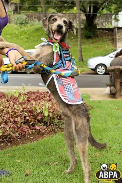 Cachorro raça SRD idade 2 anos nome Egon