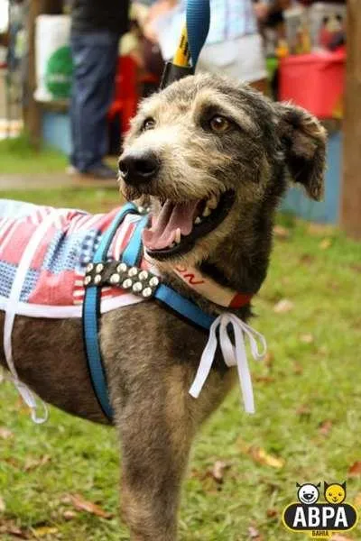 Cachorro raça SRD idade 2 anos nome Egon