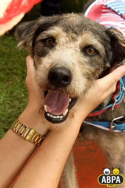 Cachorro raça SRD idade 2 anos nome Egon