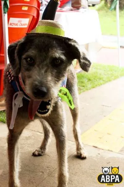 Cachorro raça SRD idade 2 anos nome Egon