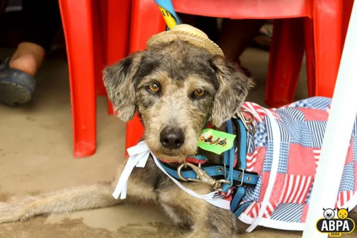 Cachorro raça SRD idade 2 anos nome Egon