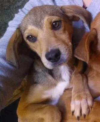 Cachorro ra a vira Lata idade 2 a 6 meses nome Banzé/Lolita