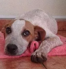Cachorro raça Vira lata idade 7 a 11 meses nome Fuia