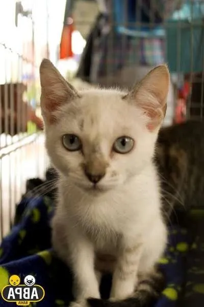 Gato raça SRD idade 2 a 6 meses nome Branca de Neve