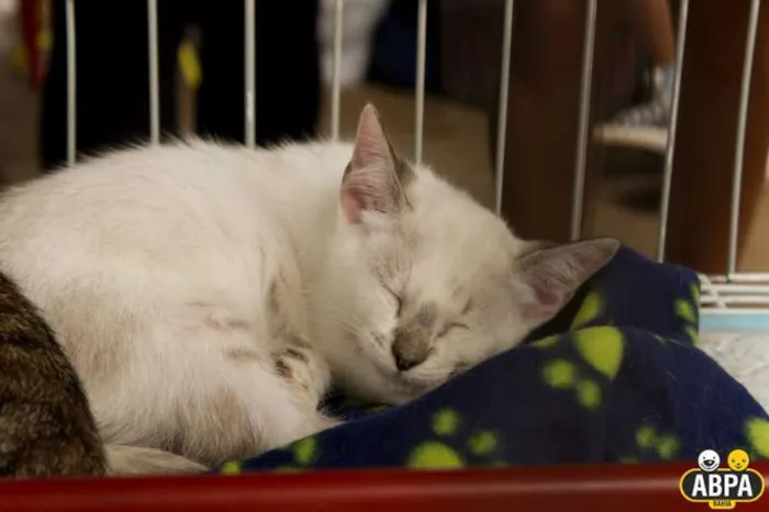 Gato raça SRD idade 2 a 6 meses nome Branca de Neve