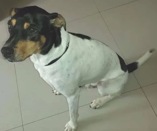 Cachorro ra a Fox Terrier idade 6 ou mais anos nome Bob