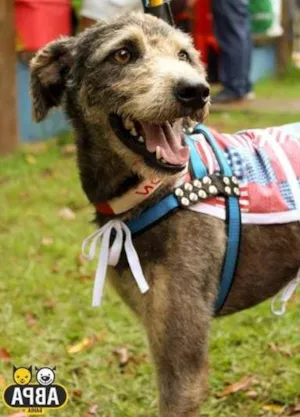 Cachorro raça SRD idade 2 anos nome Egon